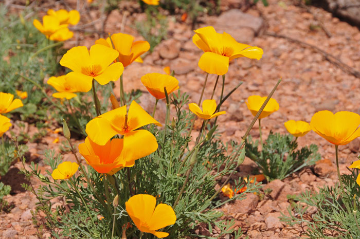 Eschscholzia californica, California Poppy